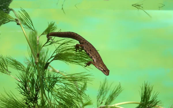 Gemeenschappelijke newt of kleine watersalamander, triturus vulgaris — Stockfoto