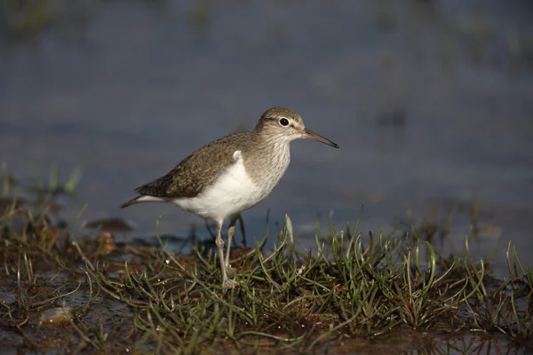 Wasserläufer, tringa hypoleucos, — Stockfoto