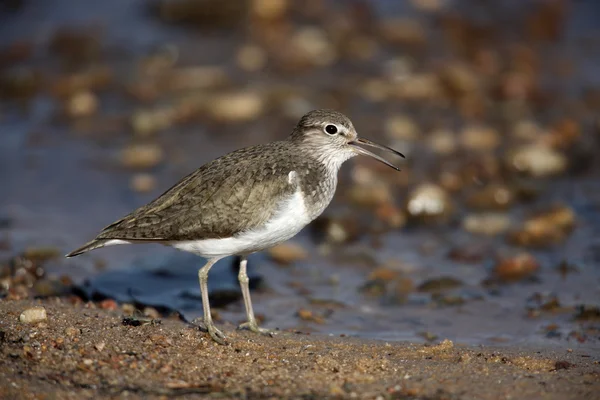 Pisík obecný, tringa hypoleucos, — Stock fotografie