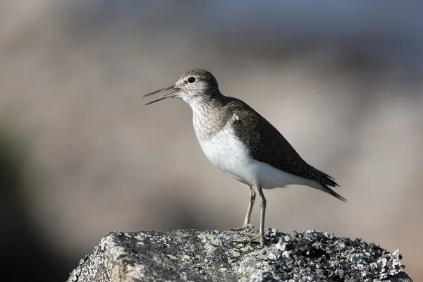 Bécasseau commun, Tringa hypoleucos , — Photo