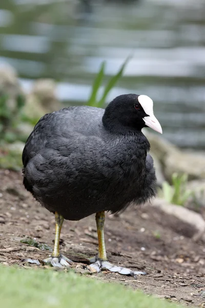 Folaga, fulica atra — Foto Stock