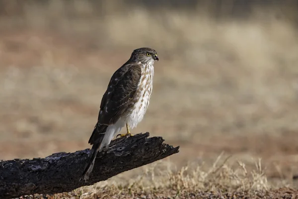 Coopers hawk, Accipiter cooperii — Stock Photo, Image