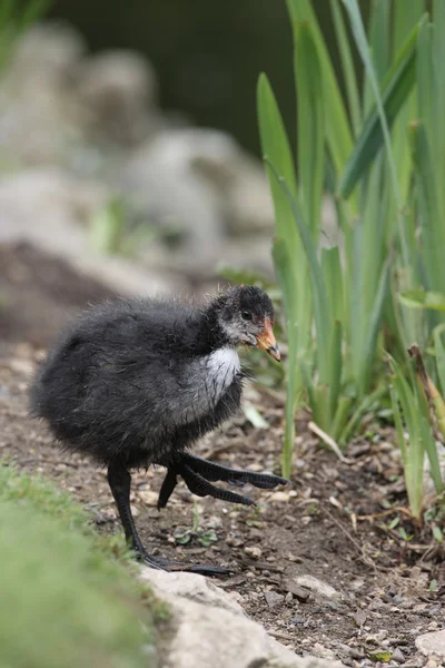 Blässhuhn, fulica atra — Stockfoto