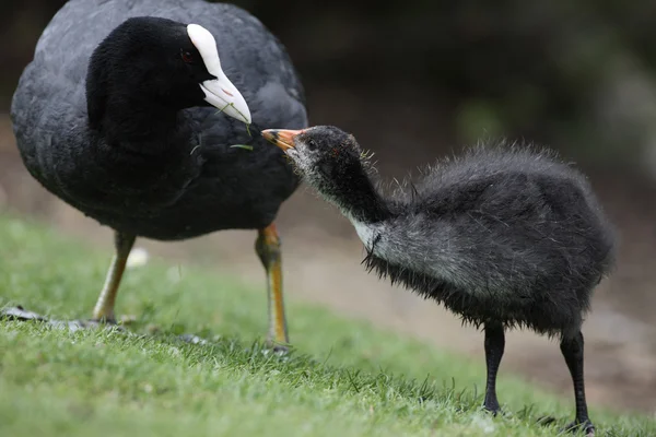 Lyska, fulica atra — Stock fotografie