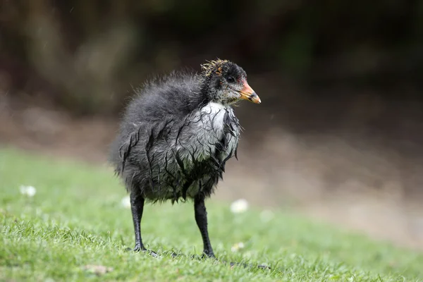 Focha común, fulica atra — Foto de Stock