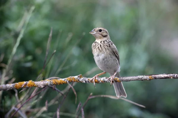 Bunting milho, Emberiza calandra — Fotografia de Stock