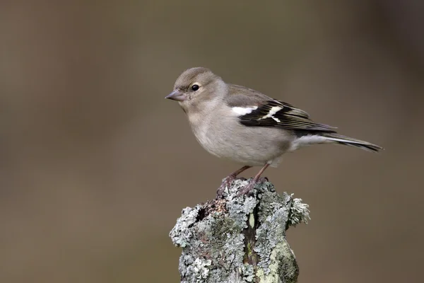 Chaffinch, coelebs de Fringilla — Fotografia de Stock