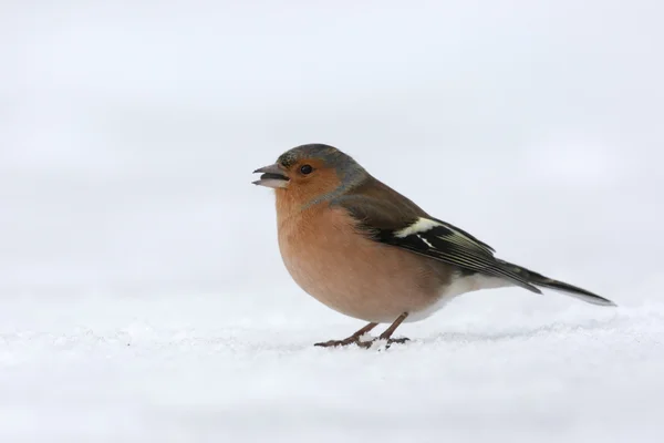 燕雀，fringilla coelebs — 图库照片