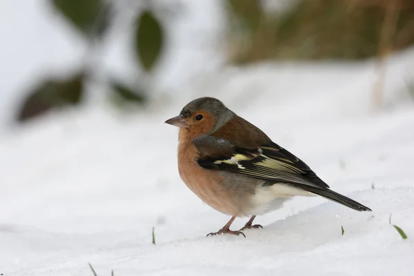 燕雀，fringilla coelebs — 图库照片