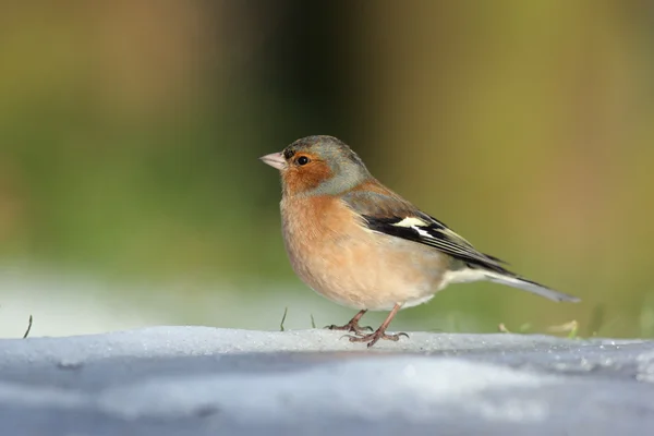 Ispinoz, ispinoz coelebs — Stok fotoğraf