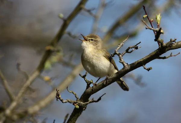 Chiffchaff, Phylloscopus collybita — Stock Photo, Image