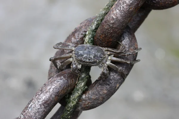 Crabe chinois, Eriocheir sinensis — Photo