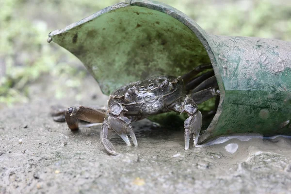 Chinese mitten crab, Eriocheir sinensis — Stock Photo, Image