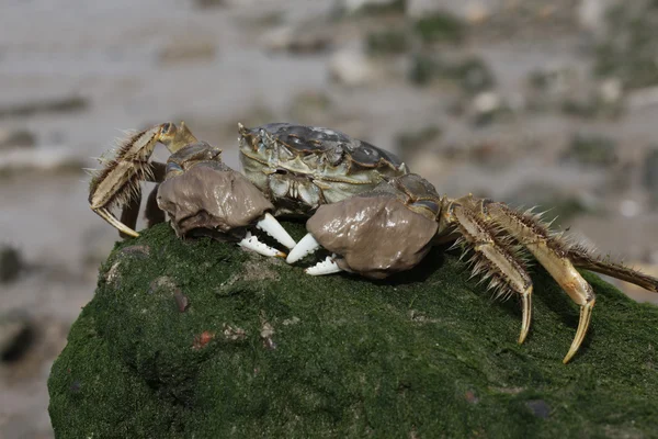 Chinese wolhandkrab, eriocheir sinensis — Stockfoto