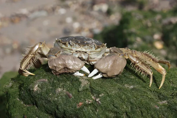 Chinese wolhandkrab, eriocheir sinensis — Stockfoto