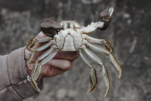 Kinesiska vante krabba, eriocheir sinensis — Stockfoto