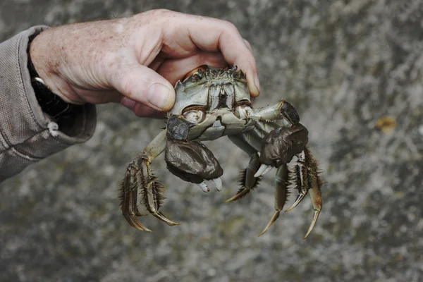 Chinese wolhandkrab, eriocheir sinensis — Stockfoto