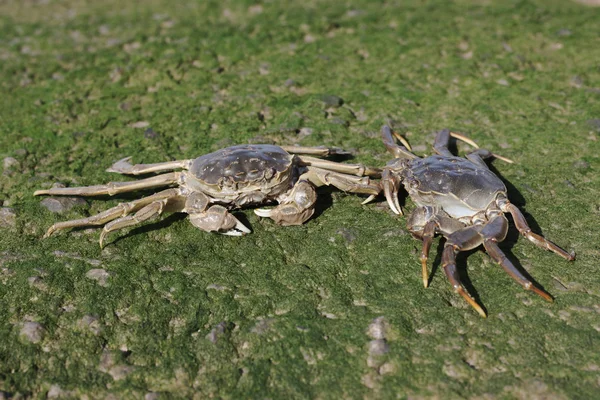 Kinesiska vante krabba, eriocheir sinensis — Stockfoto