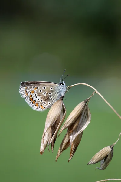 Common blue butterfly, Polyommatus icarus — Stock Photo, Image