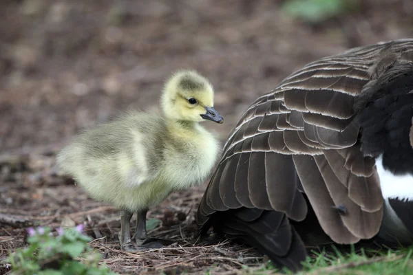 加拿大鹅，Branta canadensis — 图库照片