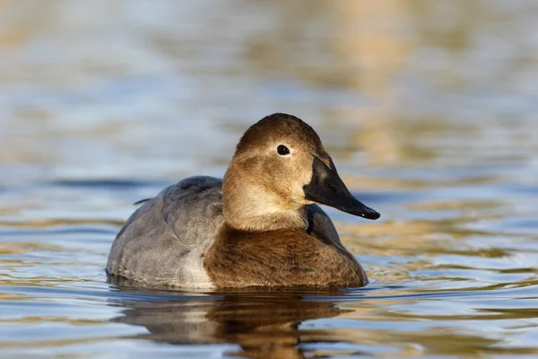 Polák, aythya valisineria — Stock fotografie