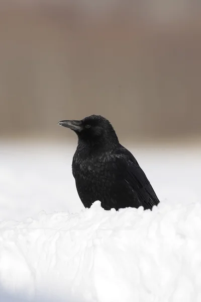 Carrion crow, Corvus corone — Zdjęcie stockowe