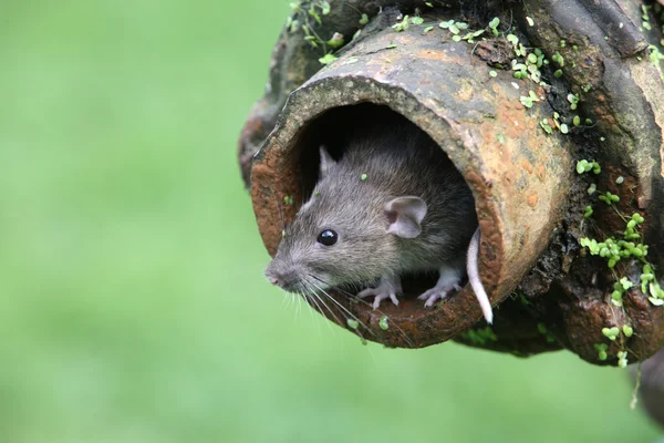 Brown rat rattus norvegicus