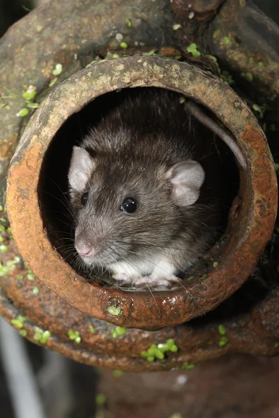 Brown rat rattus norvegicus — Stok fotoğraf