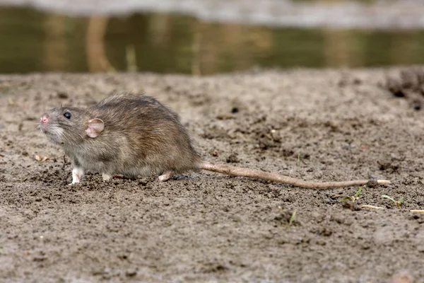 Rata parda, rattus norvegicus —  Fotos de Stock