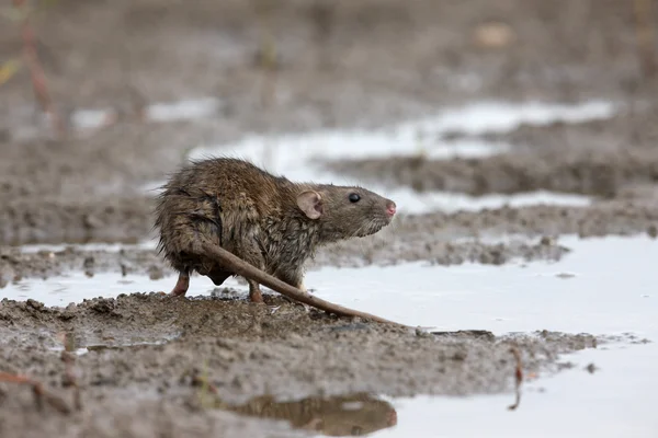 Brown rat rattus norvegicus — Stok fotoğraf