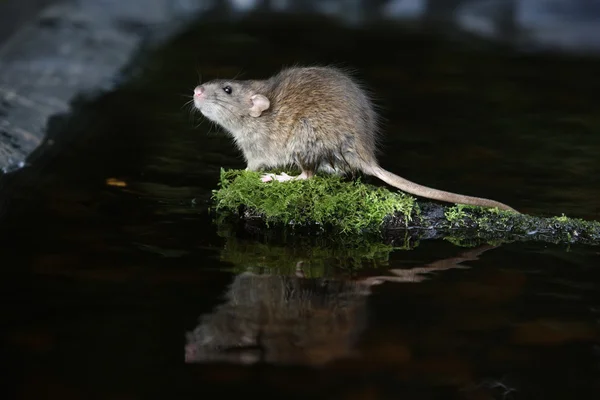 Ratto bruno, ratto norvegese — Foto Stock