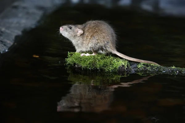 Коричневая крыса, rattus norvegicus — стоковое фото