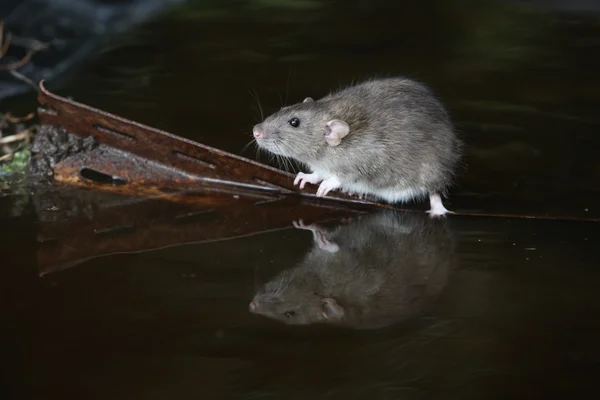Brown rat, Rattus norvegicus — Stock Photo, Image