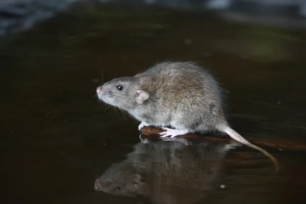 Braune Ratte, Rattus norvegicus — Stockfoto