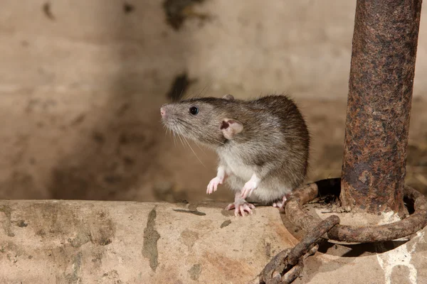 Rata parda, rattus norvegicus — Foto de Stock