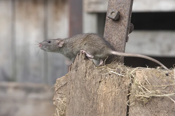 Rato castanho, rattus norvegicus — Fotografia de Stock