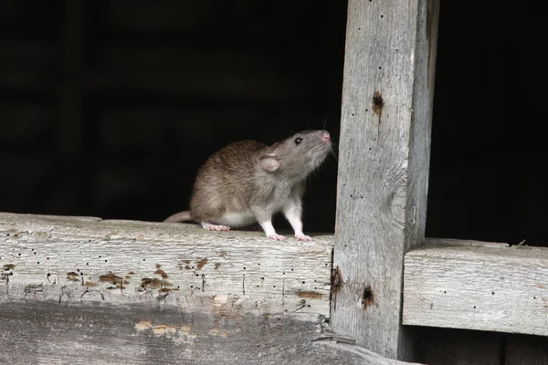 Коричневая крыса, rattus norvegicus — стоковое фото