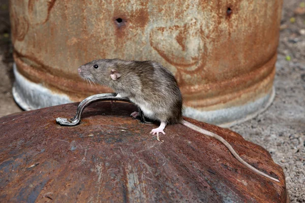 Ratto bruno, ratto norvegese — Foto Stock