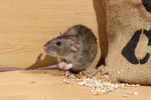 Brown rat rattus norvegicus — Stok fotoğraf