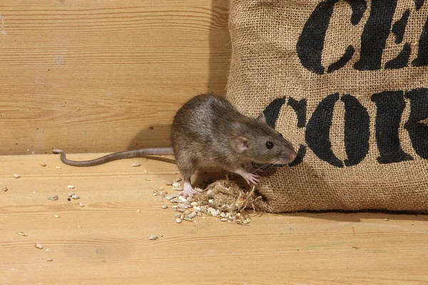 Brown rat, Rattus norvegicus — Stock Photo, Image