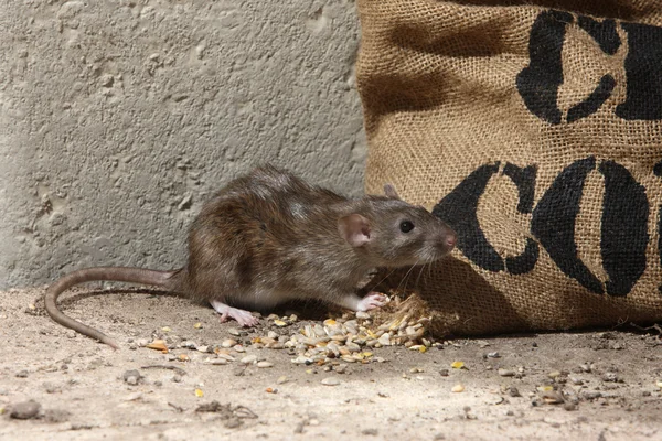 Brown rat, Rattus norvegicus — Stock Photo, Image