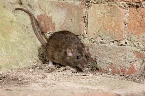 Braune Ratte, Rattus norvegicus — Stockfoto