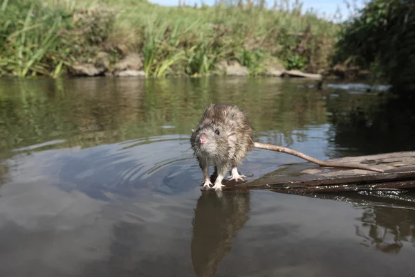 Brun råtta, rattus norvegicus — Stockfoto