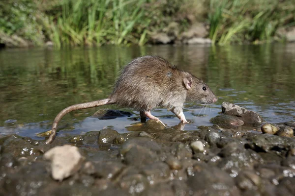 Brun råtta, rattus norvegicus — Stockfoto