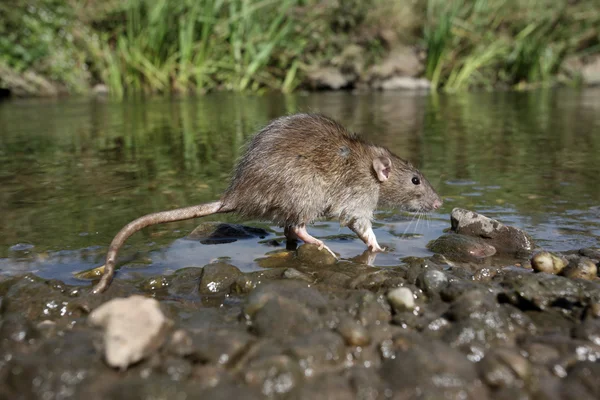 Brown rat rattus norvegicus — Stok fotoğraf