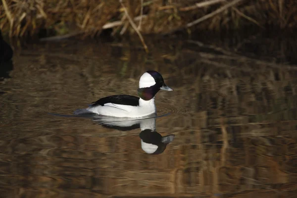 Quattrocchi minore, bucephala albeola — Foto Stock