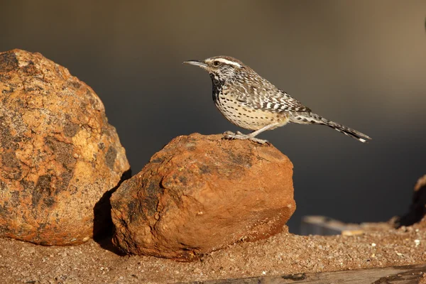 Wren cacto, campylorhynchus brunneicapillus — Fotografia de Stock