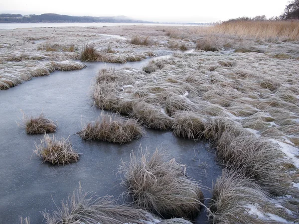 Caerlaverock National Nature Reserve the Solway Firth — Stock Photo, Image