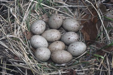 Moorhen, Gallinula chloropus