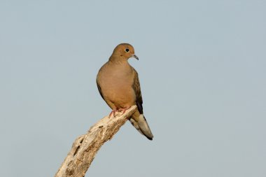 sabah güvercin, zenaida macroura,